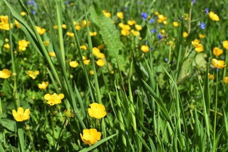 Long grass and buttercups